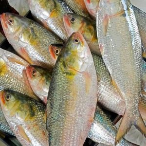 ৬ পিস মাছে ৫ কেজি