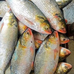 ৮ পিস মাছে ৫ কেজি